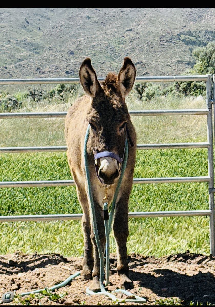 Dorito 2 year old blm donkey