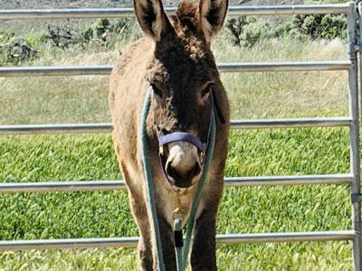 Dorito 2 year old blm donkey