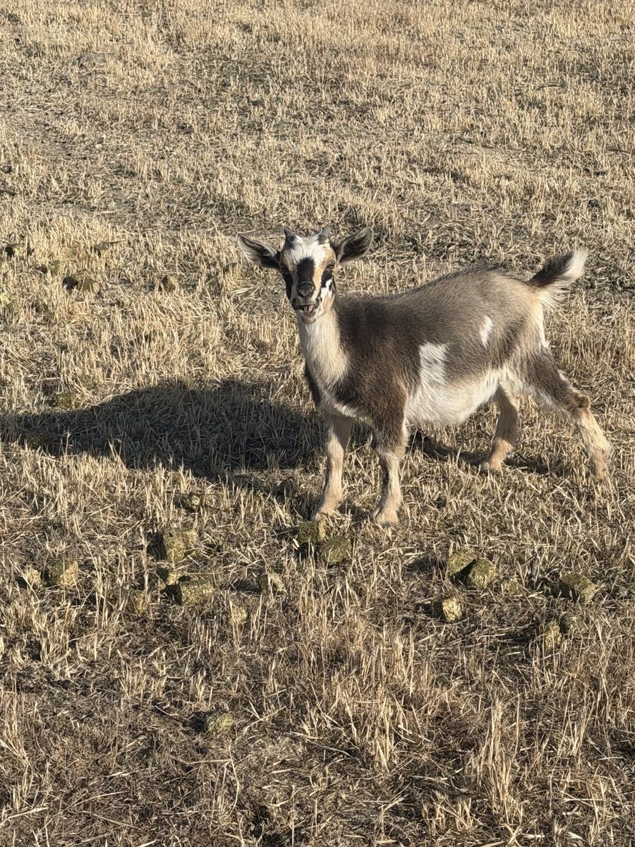 4 month old Nigerian dwarf/mini Nubian Doeling.