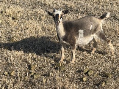 4 month old Nigerian dwarf/mini Nubian Doeling.