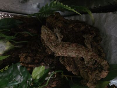 Pure GT Leachianus Geckos