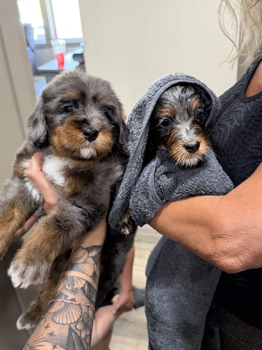 Mini Bernedoodle Girls FF -/- 20-30 lbs