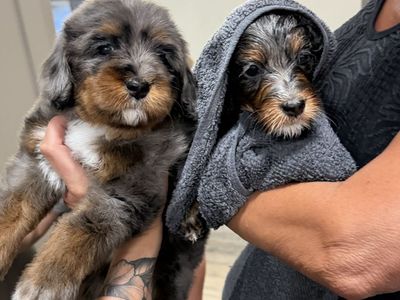Mini Bernedoodle Girls FF -/- 20-30 lbs
