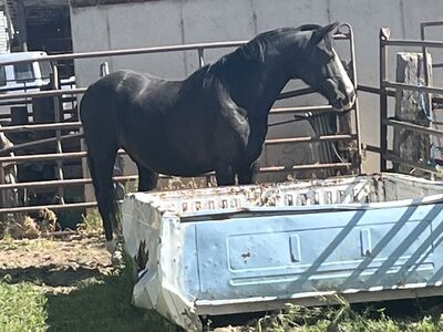 Three Year Old Gelding (NOT A KIDS HORSE)