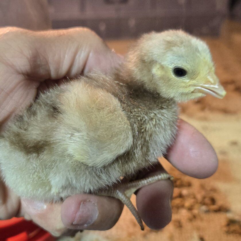 Chocolate Laced Orpington Chicks