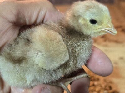 Chocolate Laced Orpington Chicks