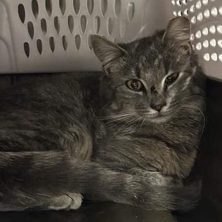 Hello my name is Heron