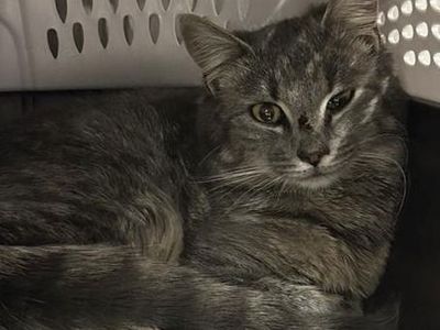 Hello my name is Heron