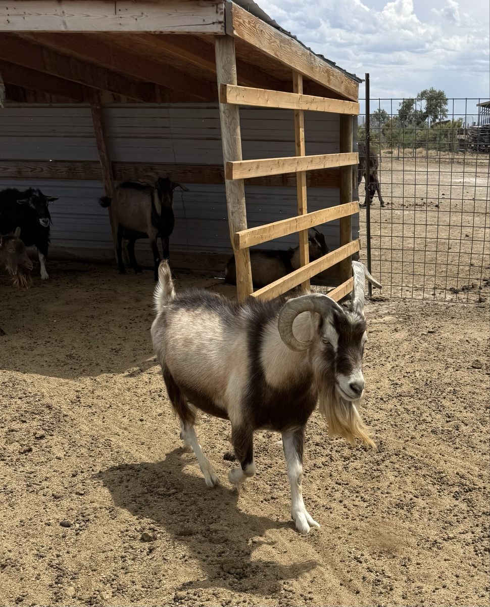 Goat for Sale - Male, Healthy, Horned