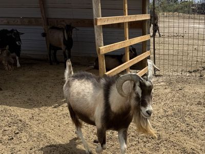 Goat for Sale - Male, Healthy, Horned