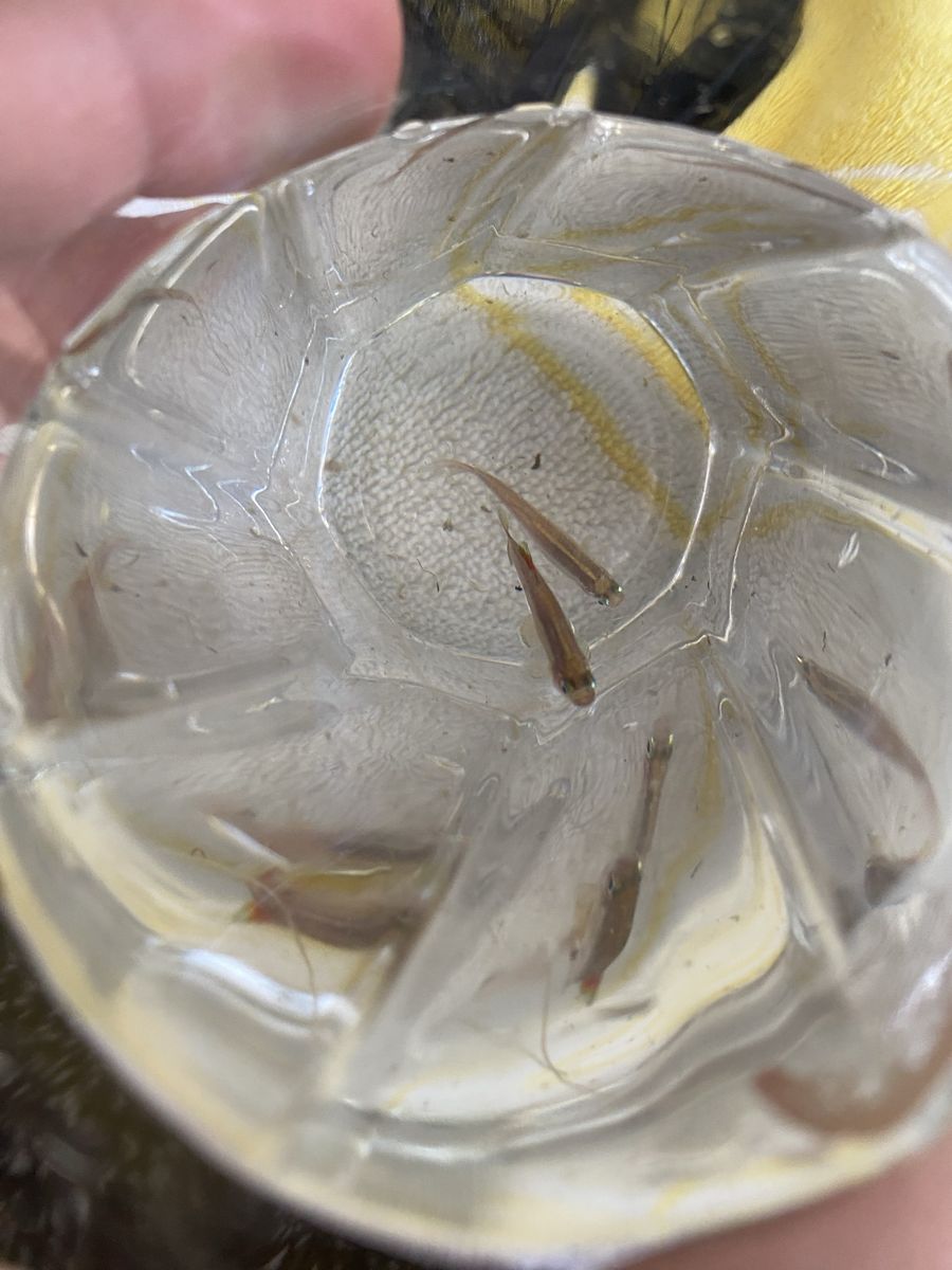 About 15 White Cloud Mountain Minnows