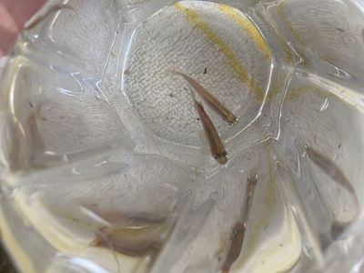 About 15 White Cloud Mountain Minnows