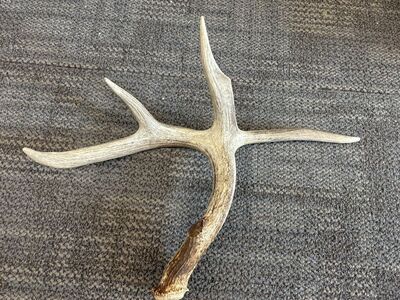 Whitetail Flyer Shed Antler