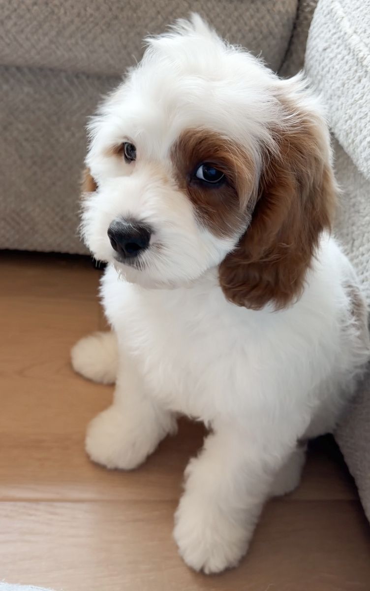 Kelpi, Cavapoo boy ready to go!