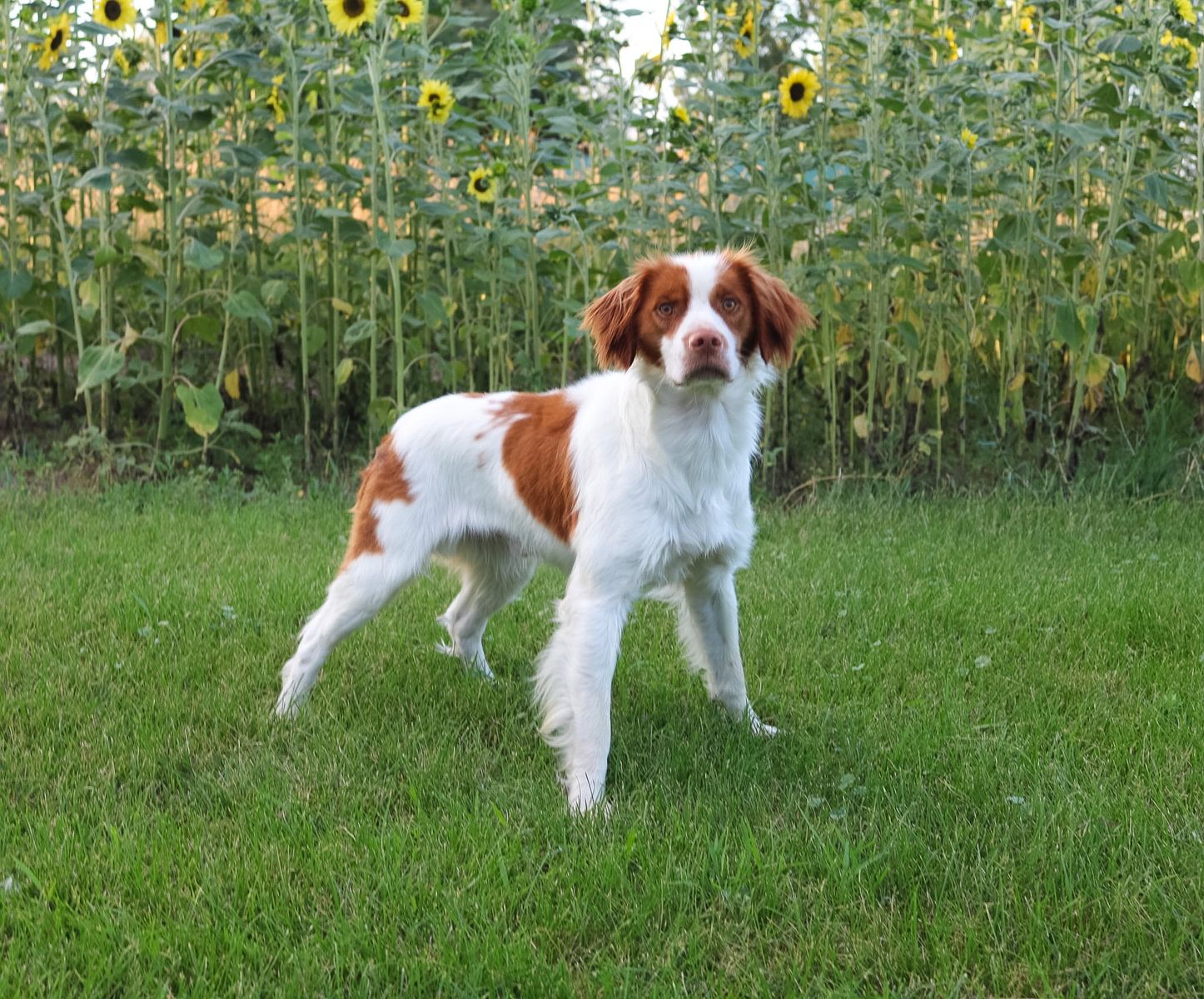 AKC American Brittany *Stud Only*