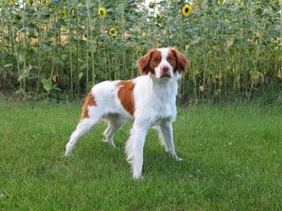 AKC American Brittany *Stud Only*