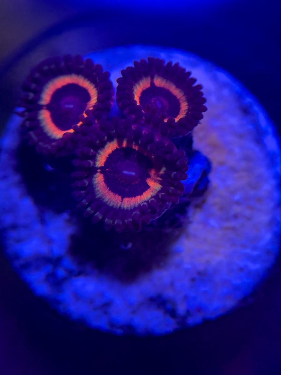 Cheap frags