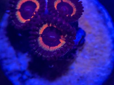 Cheap frags