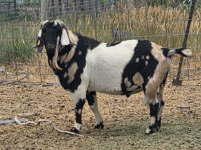 Dapple Boer Buck