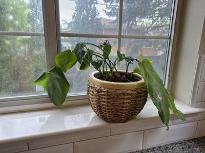 Potted Houseplant in Woven Basket Planter - Live Indoor Plant Decor