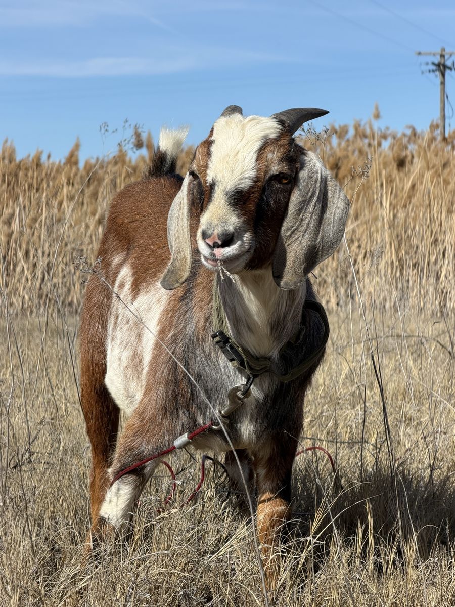 Nubian buck