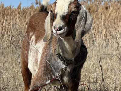 Nubian buck
