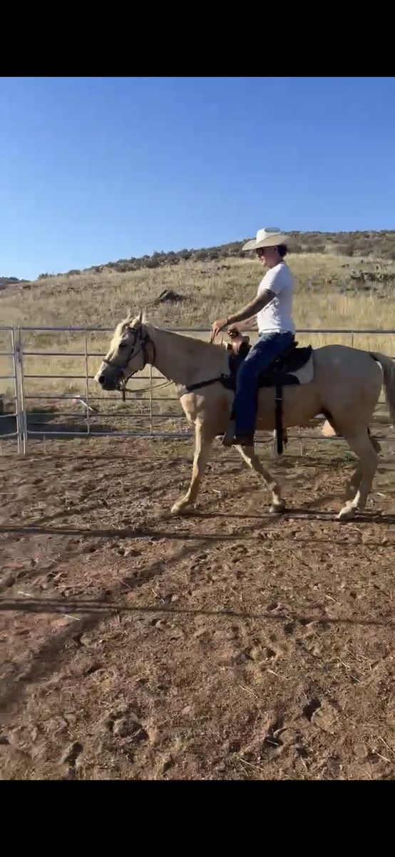 Horse Training / Colt Starting