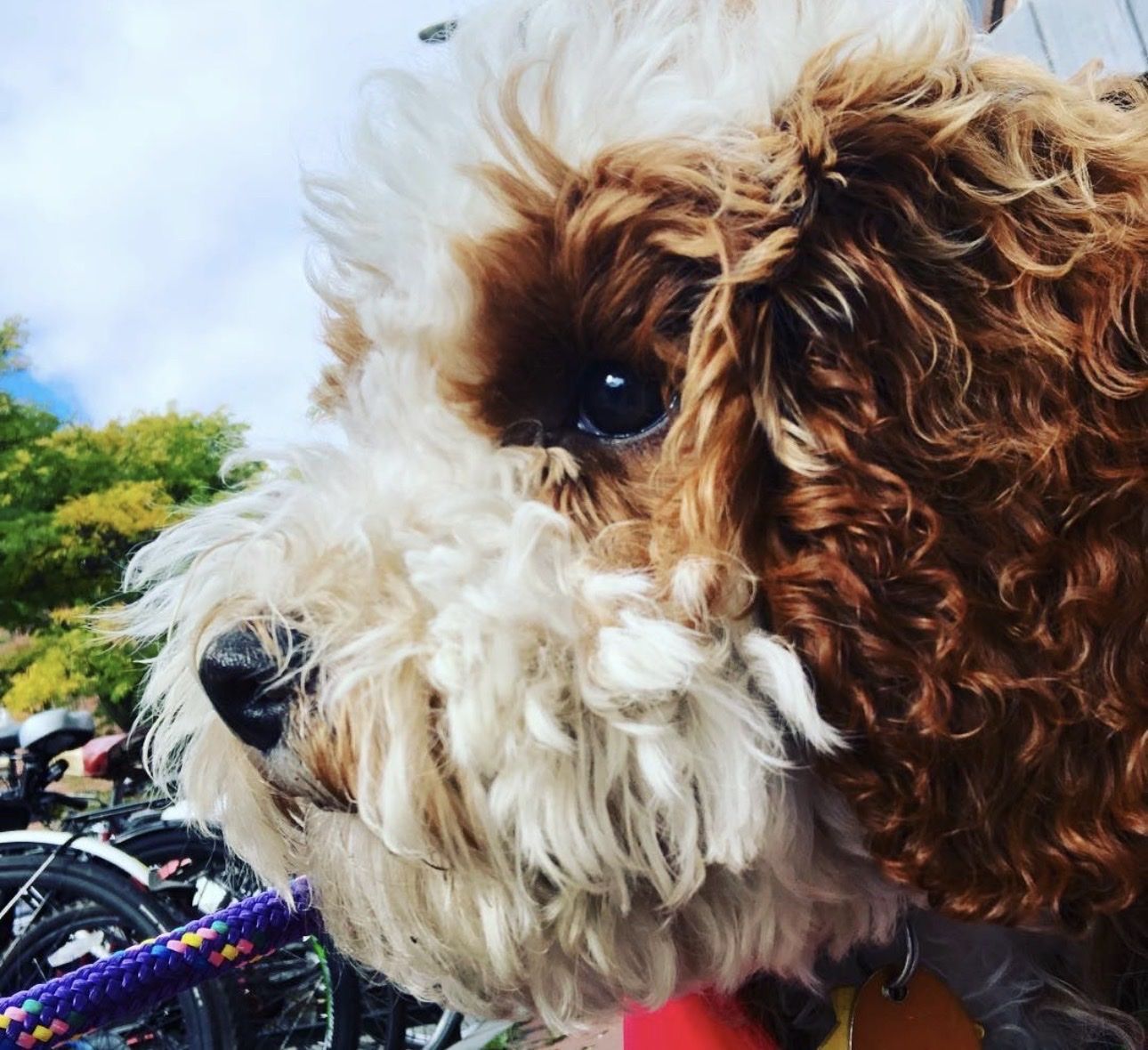 Sweetest, trained hypoallergenic Cavapoo Male