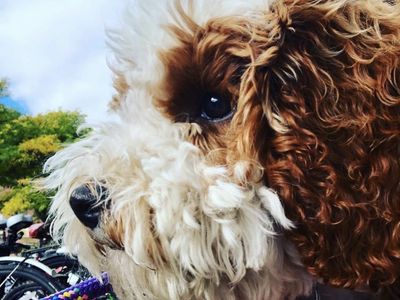 Sweetest, trained hypoallergenic Cavapoo Male