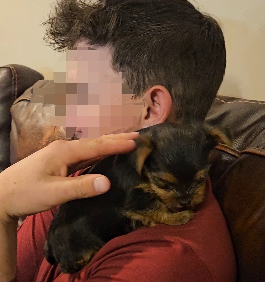 AKC Yorkie male