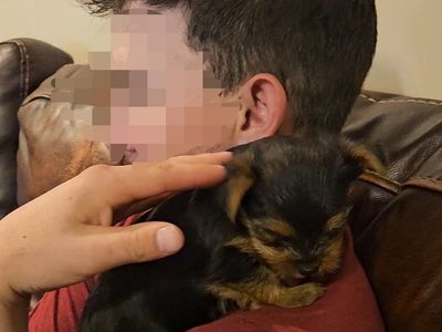 AKC Yorkie male