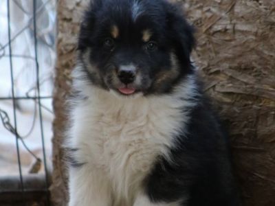 Standard Australian Shepherds