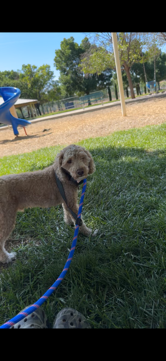 Poodle (dog for sale)