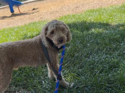Poodle (dog for sale)