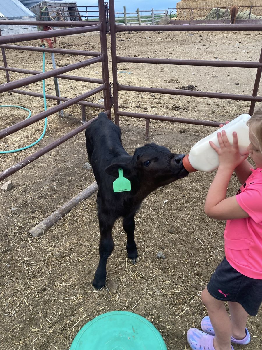 Angus steer calf