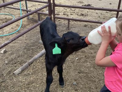 Angus steer calf