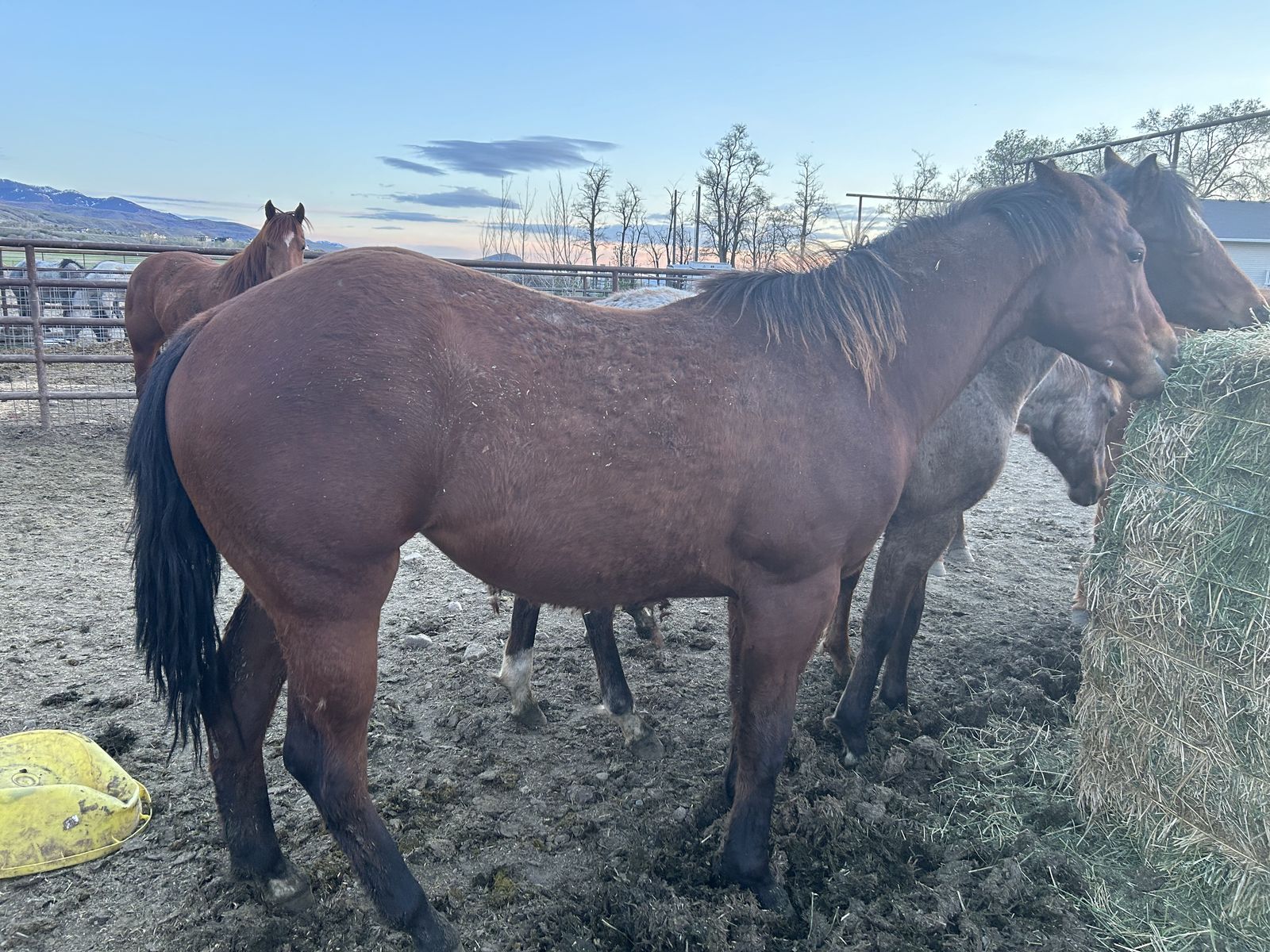 Aqha Filly