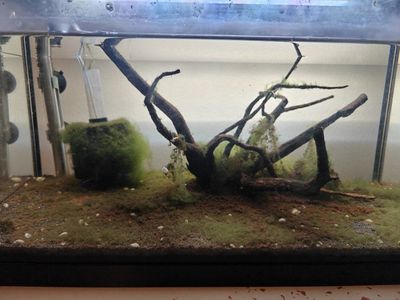 10 gallon aquarium setup