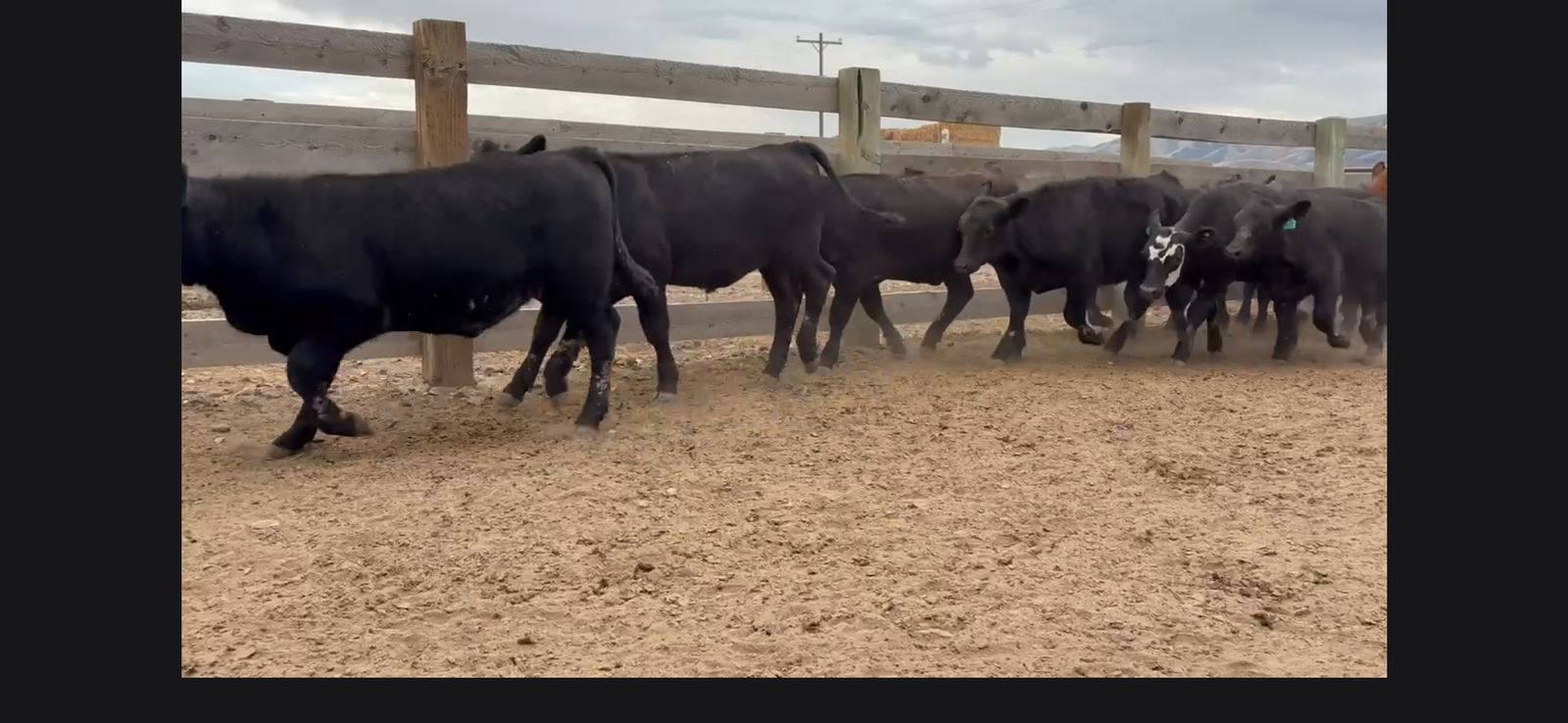 Steers and Heifers -Feeder calves
