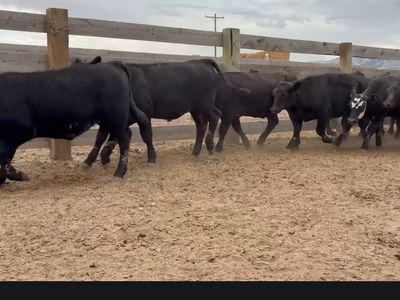 Steers and Heifers -Feeder calves