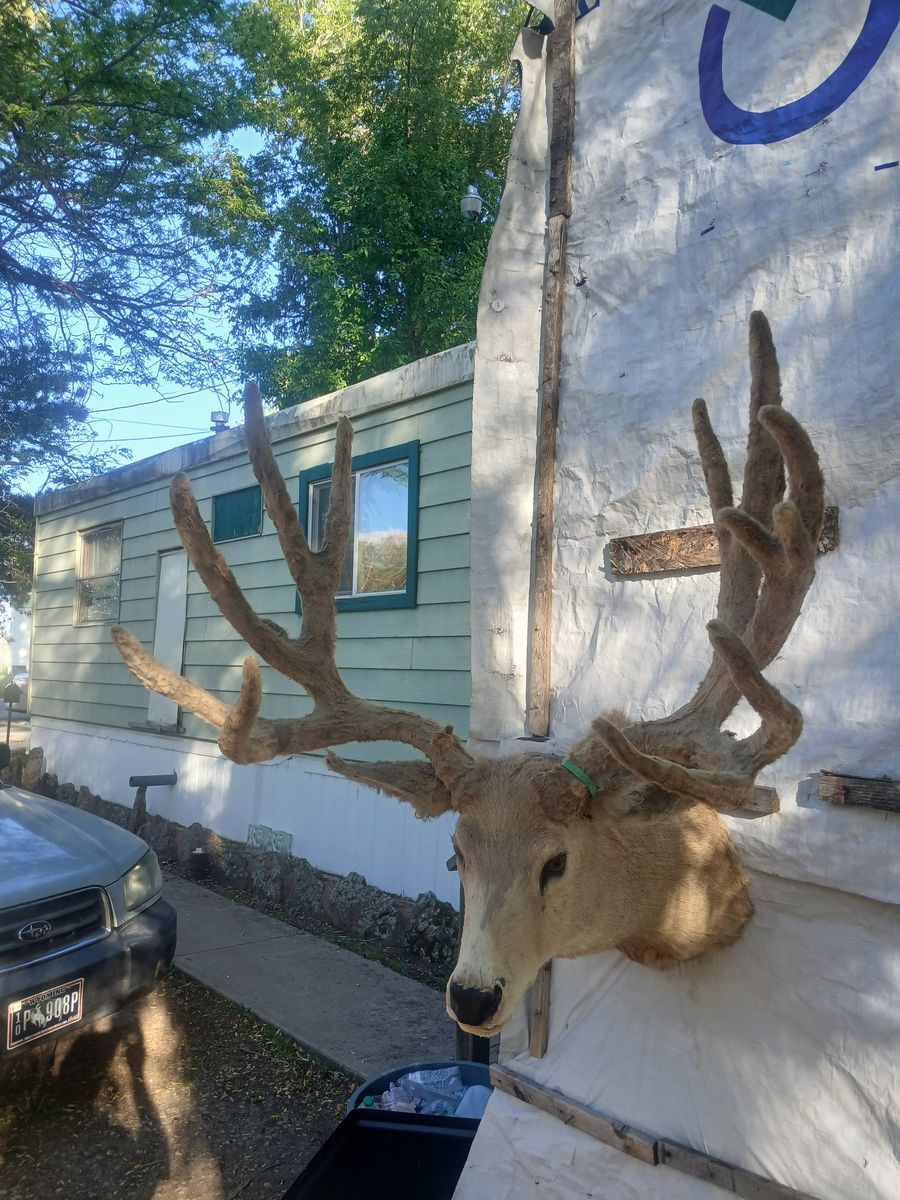 230 Mule Deer Mount Boone And Crockett