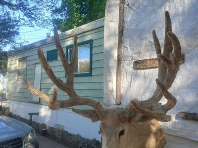 230 Mule Deer Mount Boone And Crockett