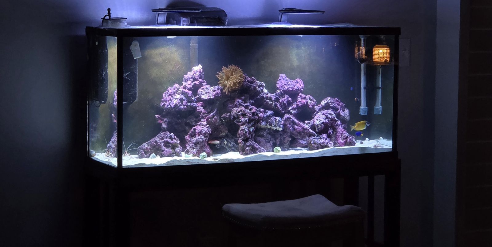 55 gallon complete reef tank