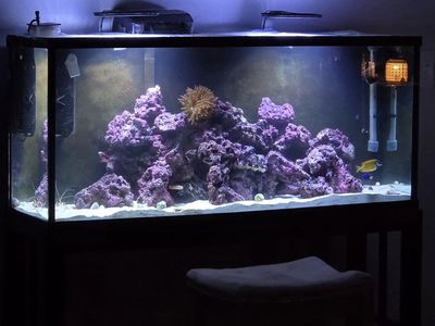 55 gallon complete reef tank