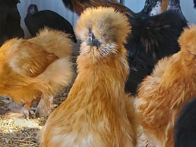 Silkie Chicken Hens