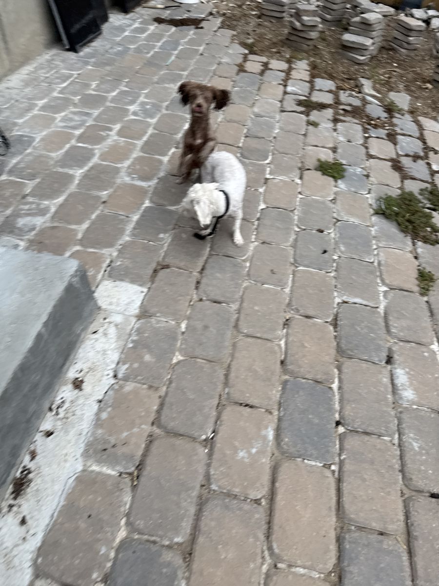 Small dogs