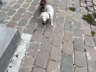 Small dogs