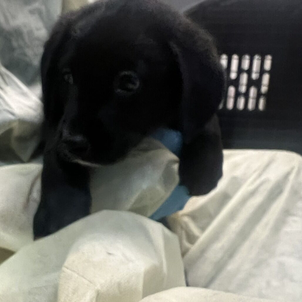 Hello my name is Splinter