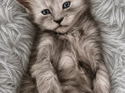 TICA Registered Maine Coon Kittens