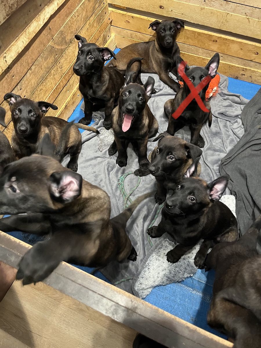 Belgian Malinois